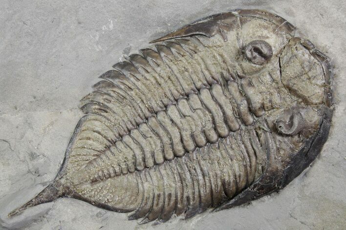 Dalmanites Trilobite Fossil - New York #357132